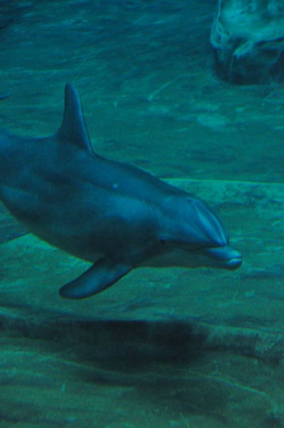 Golfinho no Aquário de Atlanta, na Georgia - EUA